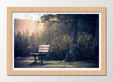 Cuadro enmarcado natural Banco en el Camino del Bosque, Naturaleza