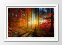 Cuadro enmarcado blanco Paisaje Bosque Atardecer Otono,naturaleza
