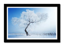 Cuadro enmarcado negro Paisaje Invierno, Arbol Nevado,naturaleza