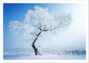Lámina Paisaje Invierno, Arbol Nevado,naturaleza