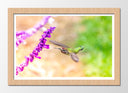 Cuadro enmarcado natural Naturaleza, Colibri, Flor Macro