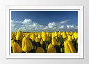 Cuadro enmarcado blanco Campo de Tulipanes Amarillos,naturaleza