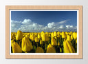 Cuadro enmarcado natural Campo de Tulipanes Amarillos,naturaleza