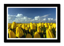 Cuadro enmarcado negro Campo de Tulipanes Amarillos,naturaleza
