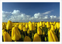 Lámina Campo de Tulipanes Amarillos,naturaleza