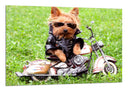 Cuadro perro con moto, naturaleza, infantil