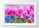 Cuadro enmarcado blanco Campo de Tulipanes Rosas,naturaleza
