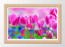 Cuadro enmarcado natural Campo de Tulipanes Rosas,naturaleza