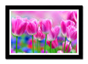 Cuadro enmarcado negro Campo de Tulipanes Rosas,naturaleza