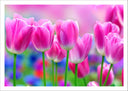 Lámina Campo de Tulipanes Rosas,naturaleza