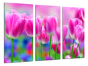 Tríptico Campo de Tulipanes Rosas,naturaleza