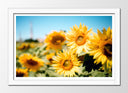 Cuadro enmarcado blanco Campo de Girasoles Amarillos,naturaleza