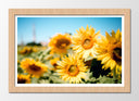 Cuadro enmarcado natural Campo de Girasoles Amarillos,naturaleza