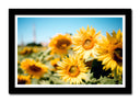 Cuadro enmarcado negro Campo de Girasoles Amarillos,naturaleza