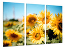 Tríptico Campo de Girasoles Amarillos,naturaleza