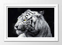 Cuadro enmarcado blanco tigre blanco, salvaje, animal, naturaleza, fondo negro