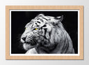 Cuadro enmarcado natural tigre blanco, salvaje, animal, naturaleza, fondo negro