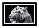 Cuadro enmarcado negro tigre blanco, salvaje, animal, naturaleza, fondo negro