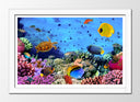 Cuadro enmarcado blanco Paisaje Bajo el Mar, Peces Acuario