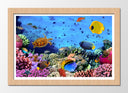 Cuadro enmarcado natural Paisaje Bajo el Mar, Peces Acuario