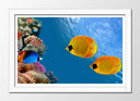 Cuadro enmarcado blanco paisaje peces bajo el mar, acuario, colores, salvaje, animal, naturaleza