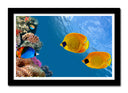 Cuadro enmarcado negro paisaje peces bajo el mar, acuario, colores, salvaje, animal, naturaleza