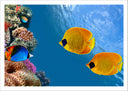 Lámina paisaje peces bajo el mar, acuario, colores, salvaje, animal, naturaleza