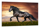 Cuadro caballo negro, animales, salvaje, naturaleza