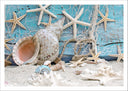 Lámina etsrellas de mar, conchas ,caracolas sobre el mar