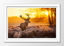 Cuadro enmarcado blanco paisaje ciervo en el bosque, atardecer, naturaleza