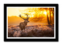 Cuadro enmarcado negro paisaje ciervo en el bosque, atardecer, naturaleza