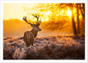 Lámina paisaje ciervo en el bosque, atardecer, naturaleza
