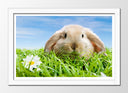 Cuadro enmarcado blanco paisaje conejo en la pradera, animal, salvaje