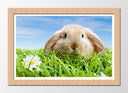 Cuadro enmarcado natural paisaje conejo en la pradera, animal, salvaje