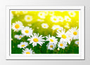 Cuadro enmarcado blanco Paisaje Campo de Margaritas,naturaleza