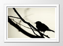 Cuadro enmarcado blanco pajaro sobre rama, sombra, silueta, arbol, naturaleza, salvaje