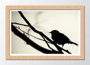 Cuadro enmarcado natural pajaro sobre rama, sombra, silueta, arbol, naturaleza, salvaje