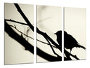 Tríptico pajaro sobre rama, sombra, silueta, arbol, naturaleza, salvaje