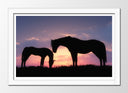 Cuadro enmarcado blanco caballos en puesta de sol, pradera, salvaje, atardecer