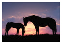 Lámina caballos en puesta de sol, pradera, salvaje, atardecer