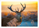 Lámina ciervo en naturaleza, puesta de sol, atardecer