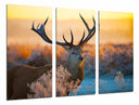 Tríptico ciervo en naturaleza, puesta de sol, atardecer