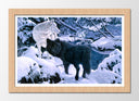 Cuadro enmarcado natural lobo negro y blanco en la nieve, naturaleza, salvaje, invierno