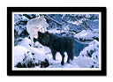 Cuadro enmarcado negro lobo negro y blanco en la nieve, naturaleza, salvaje, invierno