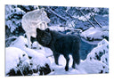 Cuadro lobo negro y blanco en la nieve, naturaleza, salvaje, invierno