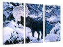 Tríptico lobo negro y blanco en la nieve, naturaleza, salvaje, invierno