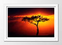 Cuadro enmarcado blanco Arbol Africano, Atardecer,naturaleza