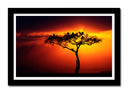 Cuadro enmarcado negro Arbol Africano, Atardecer,naturaleza