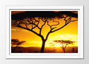 Cuadro enmarcado blanco Arbol Africano, Atardecer, Naturaleza