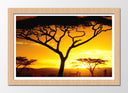 Cuadro enmarcado natural Arbol Africano, Atardecer, Naturaleza